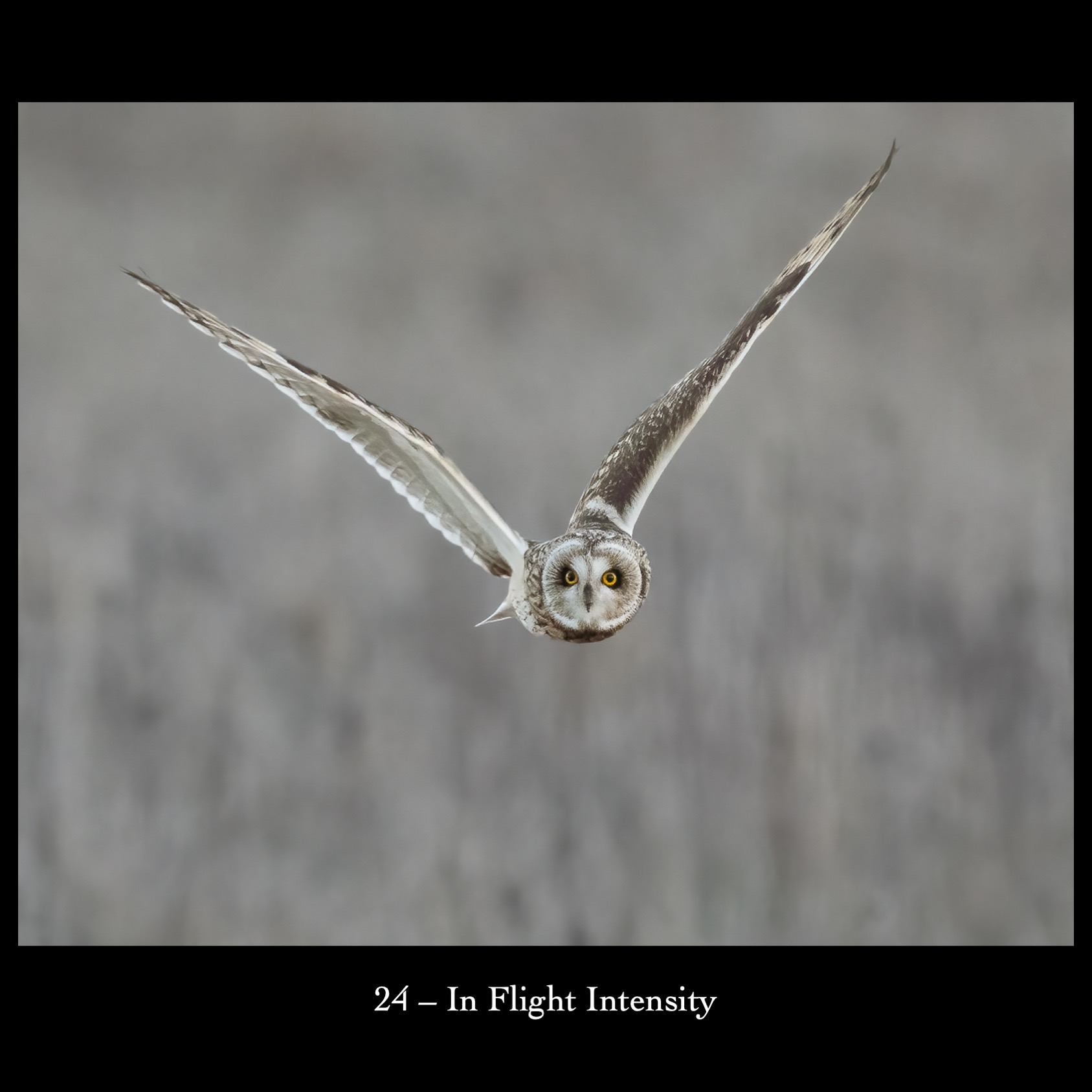 24   In Flight Intensity